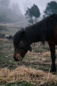 Close-up of a horse on field