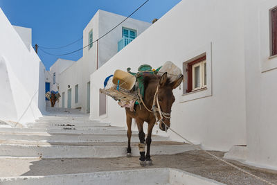 Full length of donkey in greece