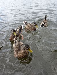 High angle view of mallard ducks swimming in lake
