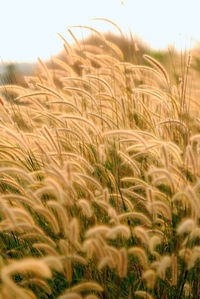 Close-up of stalks in field