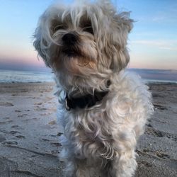 Close-up of dog at beach against sky