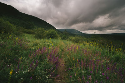 Scenic view of grassy field against cloudy sky
