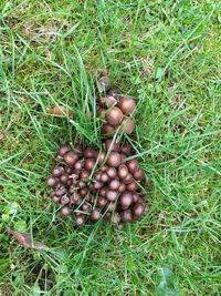 High angle view of fruits on grassy field