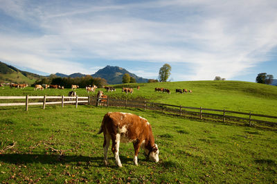 Horse grazing on grassy field against cloudy sky