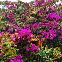 Purple flowers blooming outdoors