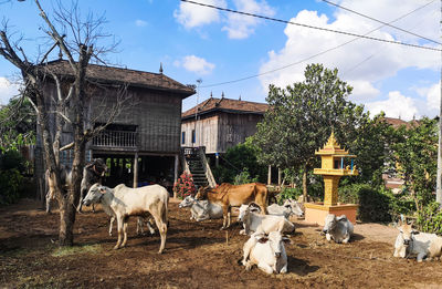 Horses in a building