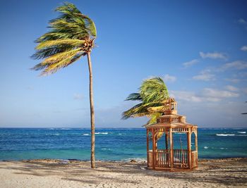 Coconut palm tree on beach against blue sky