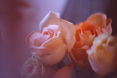 Close-up of rose flower