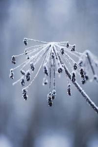 Close-up of frozen ice