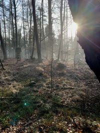 Sunlight streaming through trees in forest