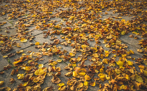 Close-up of maple leaves fallen on tree