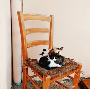 Cat sitting on chair against wall