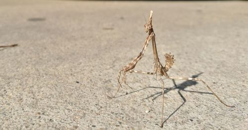 Close-up of insect on land