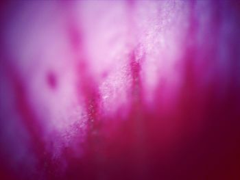 Close-up of pink flower