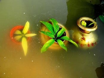 Mango leaves in brass pot under water 
