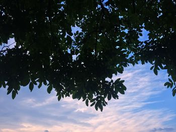 Low angle view of tree against sky