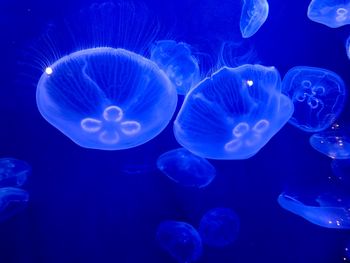 Close-up of jellyfish in sea