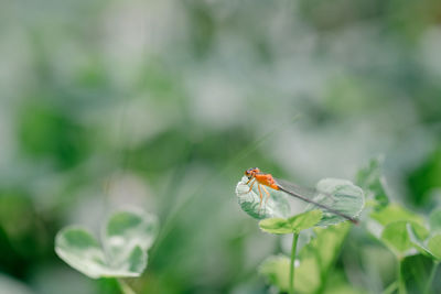 Close-up of insect pollinating on flower