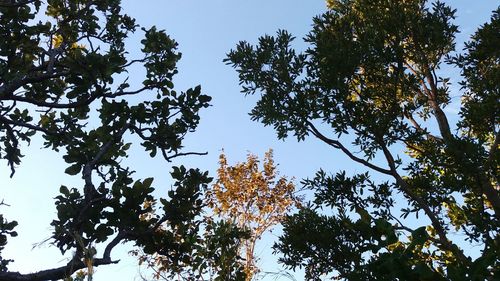 Low angle view of trees in forest against sky