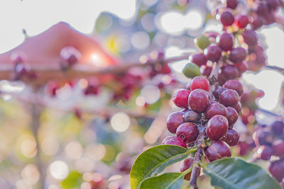 Close-up of berries growing on tree