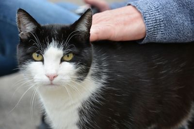 Close-up of cat with hands