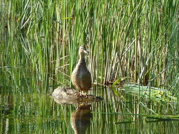 Bird in lake