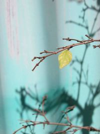 Close-up of twig against sky