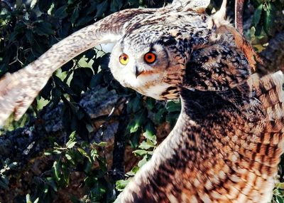 Close-up of a bird