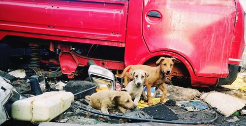 Street dogs at a junkyard