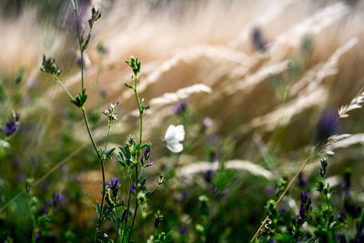 Close-up of purple flowering plant on field