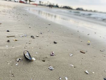 Flock of birds on beach