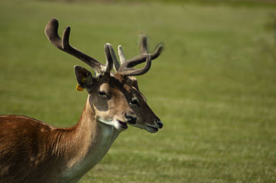 Deer in a field