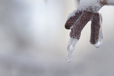 Close-up of frozen water