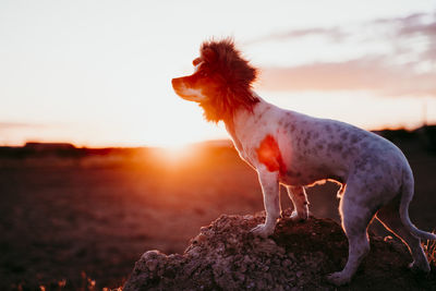 Dog standing on field against sky during sunset