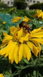 Close-up of bee pollinating on yellow flower