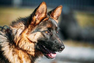 Close-up of a dog looking away