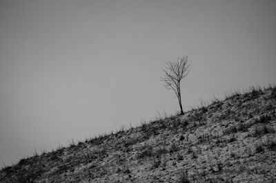 Low angle view of bare tree on field against clear sky