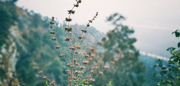 Close-up of flowering plant against sky during winter