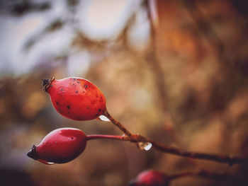 Close-up of wet rose hips growing outdoors