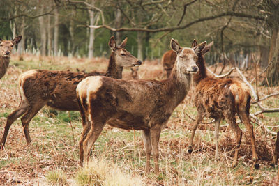 Deer standing on grassy field in forest