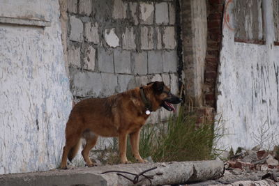 View of a dog looking away