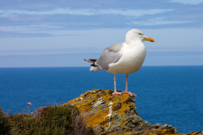 Seagull on a rock at tintagel coast. cornwall, united kingdom.