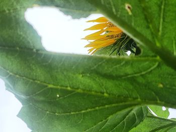 Close-up of green leaves on flowering plant