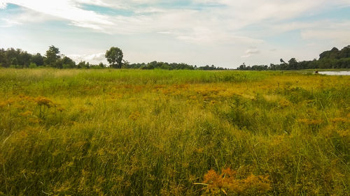 Scenic view of field against sky