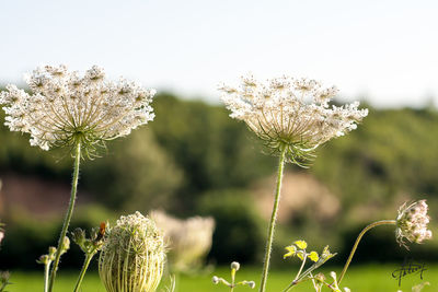 Close-up of flowering plant on field