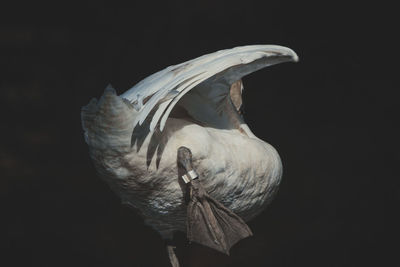 Close-up of bird against black background