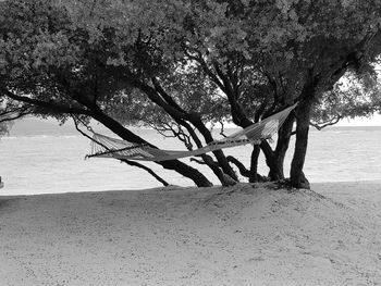 Trees on beach against sky