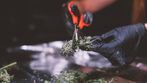 Cropped hands of person cutting cannabis plant