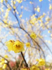 Close-up of yellow flower blooming on tree