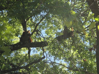 Low angle view of tree